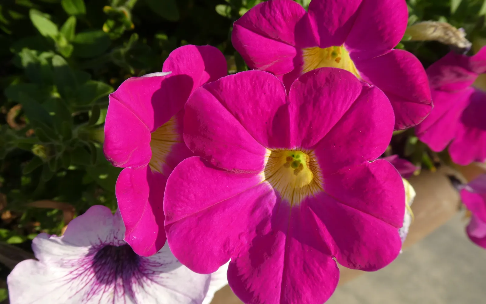 Magentafärgade petunior (Petunia) med trattformade blommor.