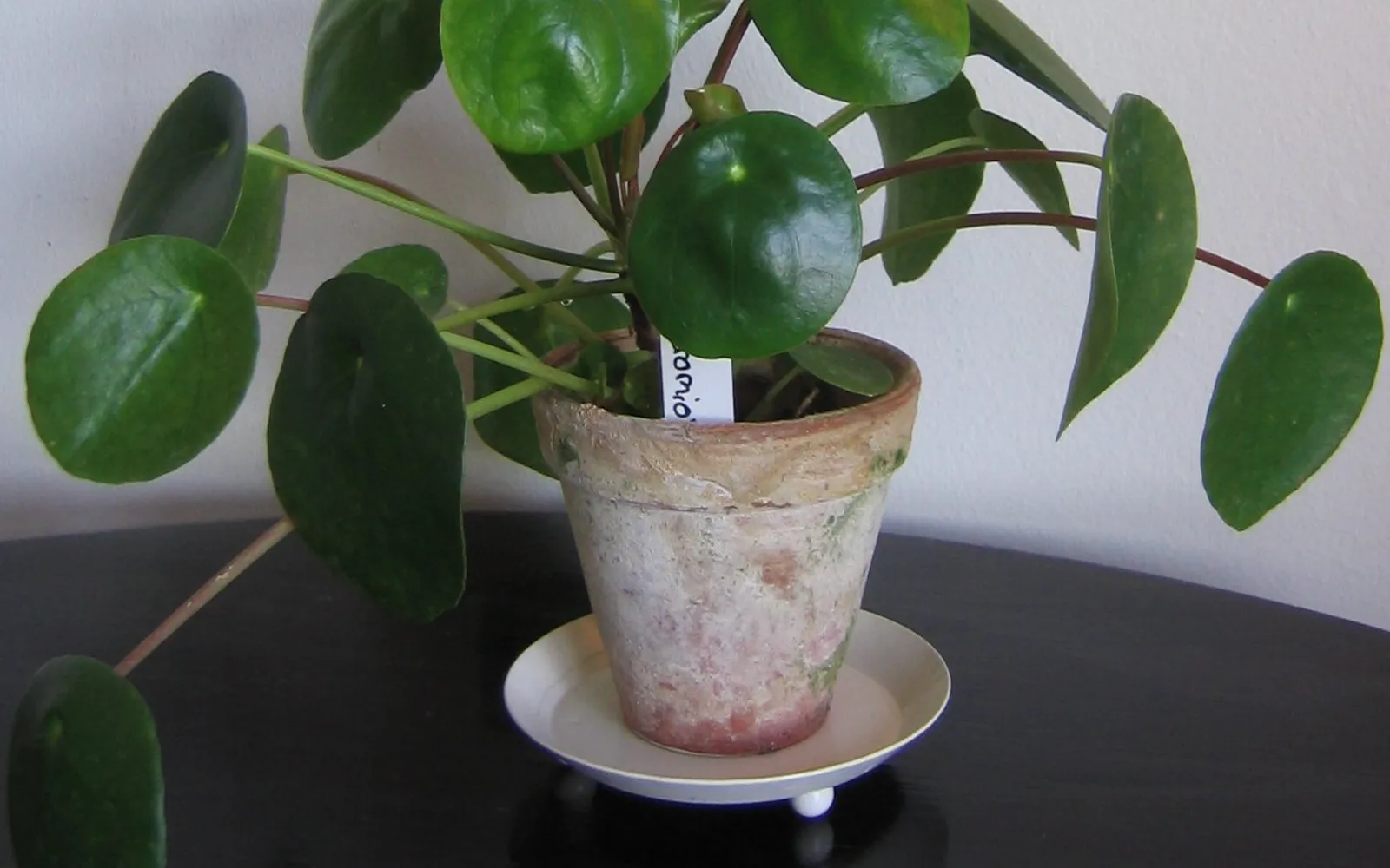 Pilea peperomioides i kruka med runda, myntformade blad på långa skaft.
