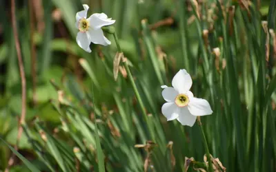 Vita pingstliljor (Narcissus poeticus) med liten gulröd bikrona.