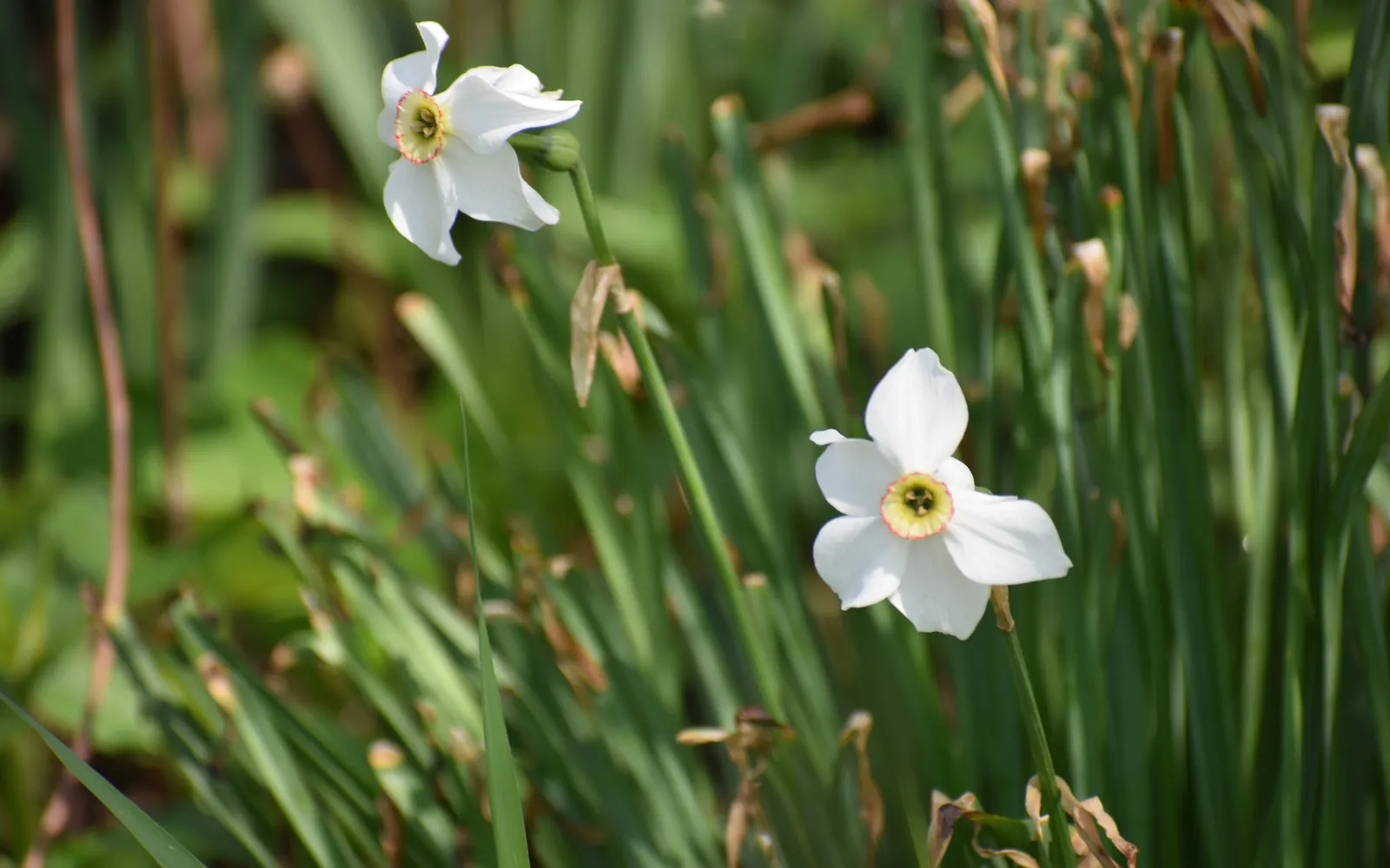 Vita pingstliljor (Narcissus poeticus) med liten gulröd bikrona.