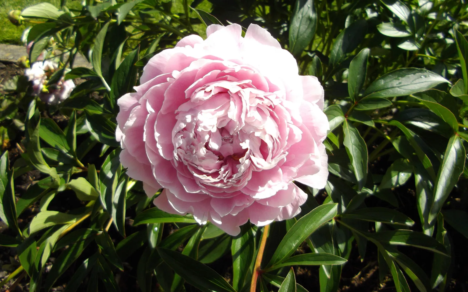 Ljusrosa pion (Paeonia lactiflora) med stor, fylld blomma.