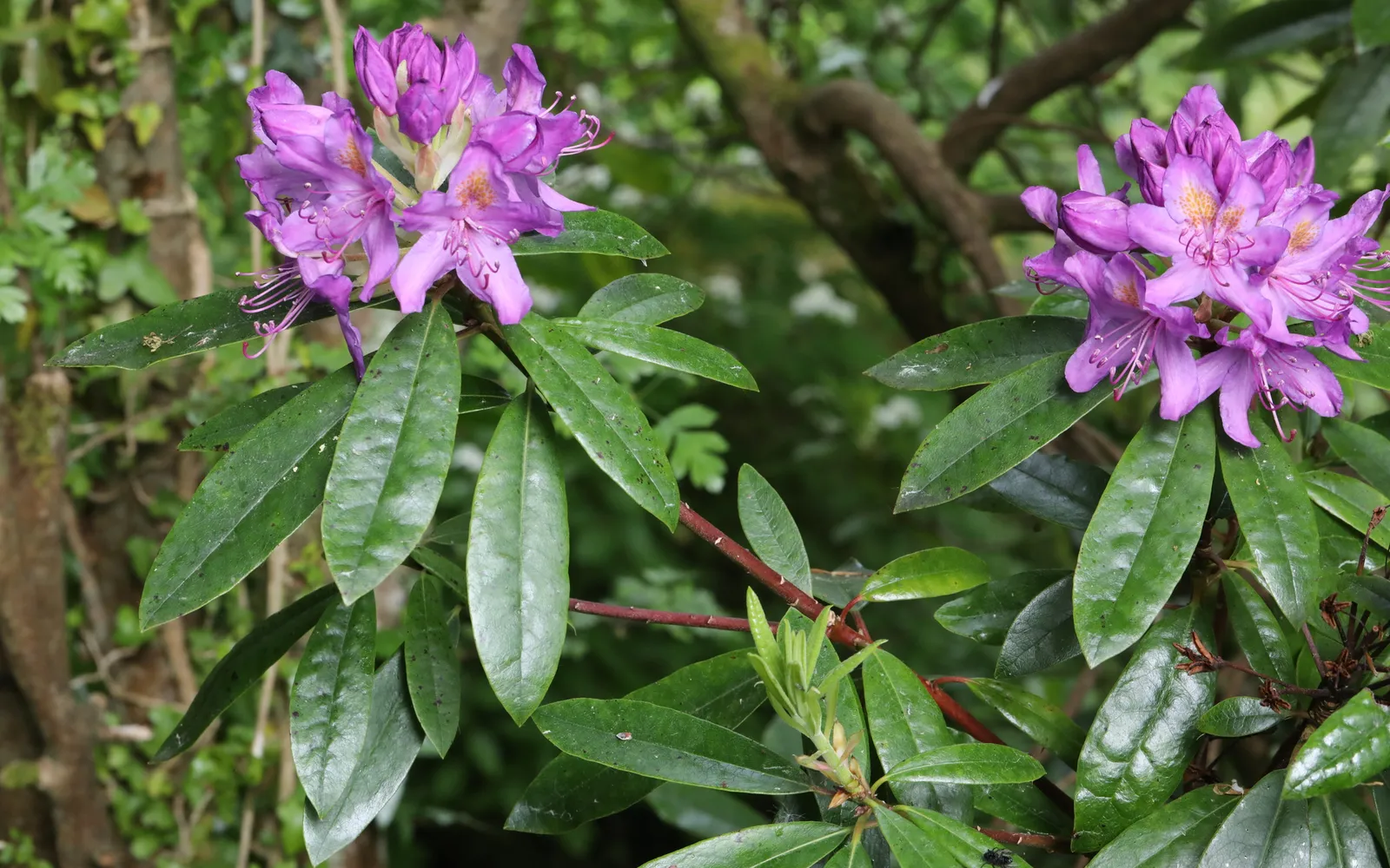 Rhododendron med lila blomklasar och glänsande, läderartade blad.