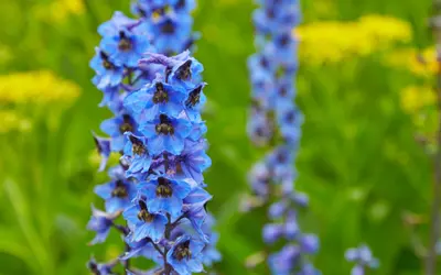 Riddarsporre (Delphinium) med höga, blå blomspiror.