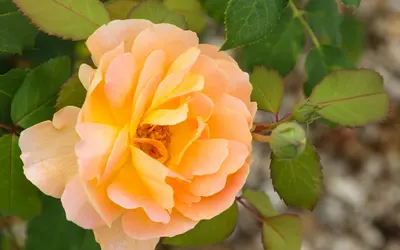 Aprikosfärgad trädgårdsros (Rosa) i full blom.