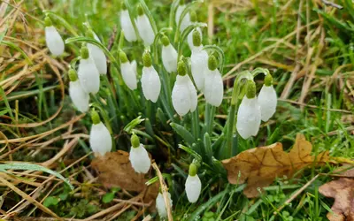 Grupp snödroppar (Galanthus nivalis) med vita, hängande blommor över marken tidigt på våren.