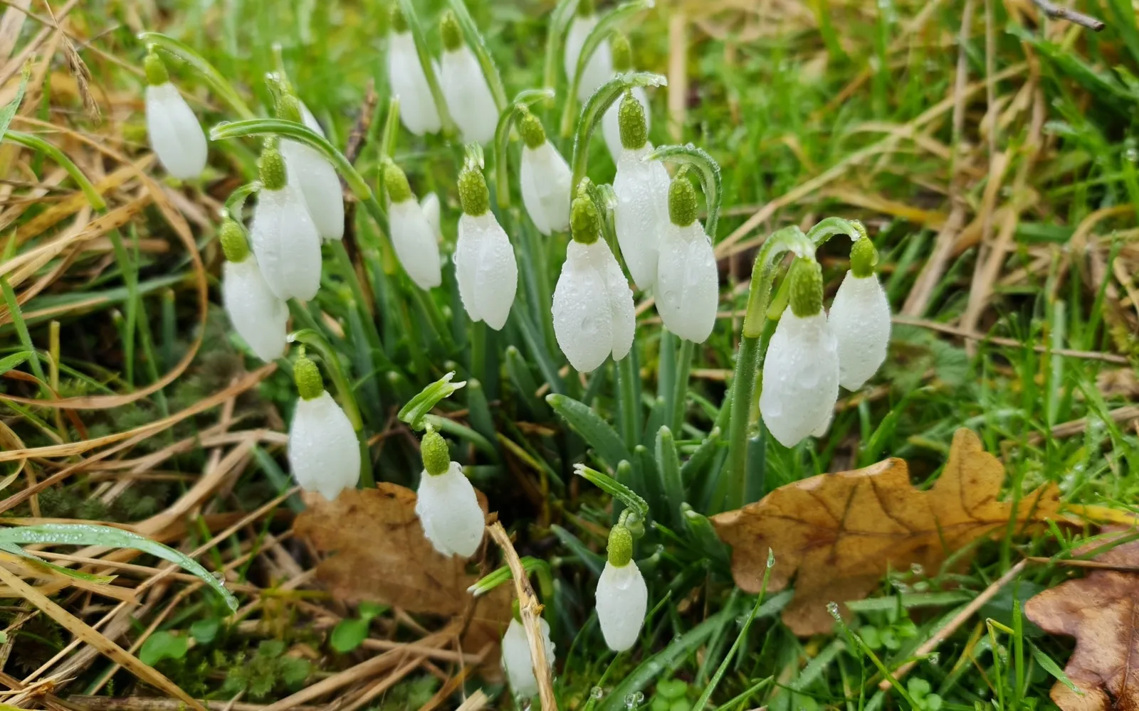 Grupp snödroppar (Galanthus nivalis) med vita, hängande blommor över marken tidigt på våren.