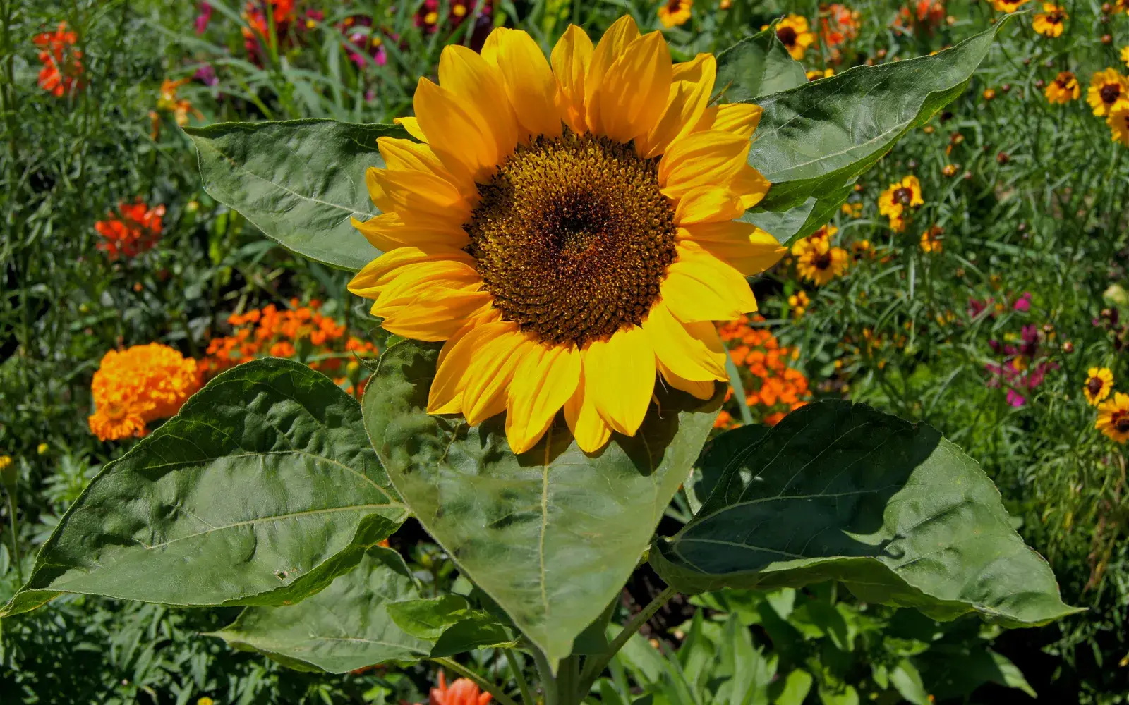 Solros (Helianthus annuus) med en stor gul blomkorg och mörk mitt.