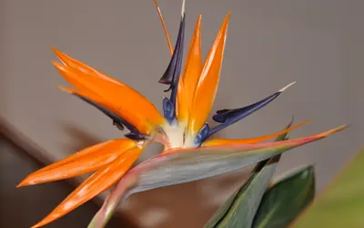 Strelitzia (Strelitzia reginae) med en orange och blå fågellik blomma.