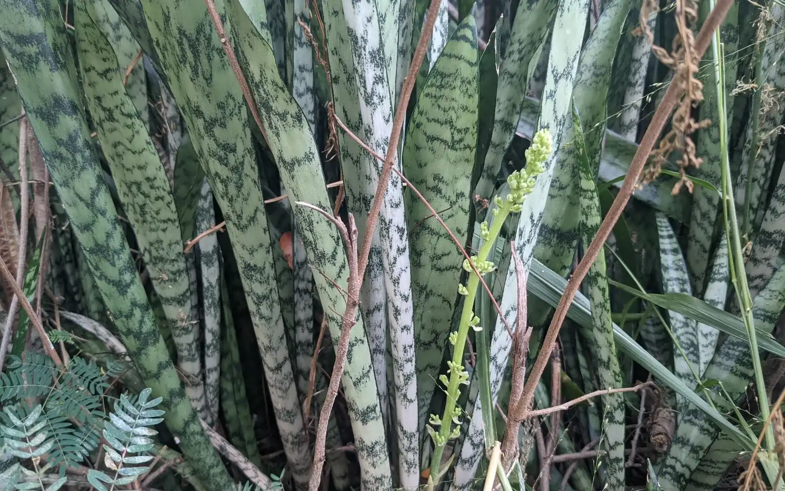 Svärmorstunga (Dracaena trifasciata) med upprätta, styva blad i grönt med ljusare tvärband.