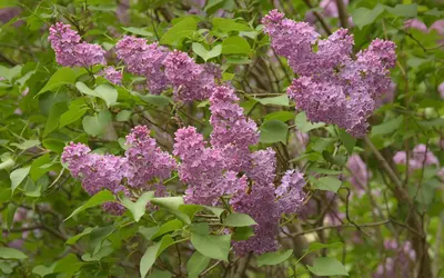 Syrenbuske (Syringa vulgaris) med rikligt av lila blomklasar och hjärtformade blad.