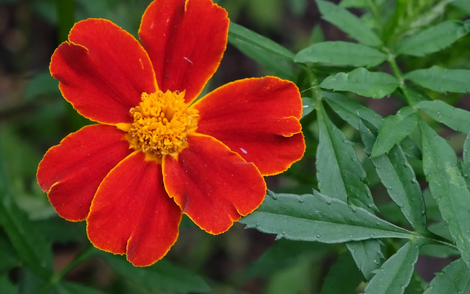Röd-orange tagetes (Tagetes patula) med gulkantade kronblad och fjäderlikt bladverk.