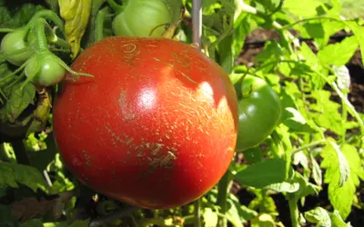 Mogen röd tomat (Solanum lycopersicum) på plantan tillsammans med gröna kart.