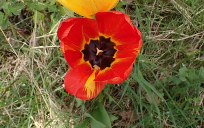 Röd trädgårdstulpan (Tulipa) i full blom med mörk botten och gula tecken.