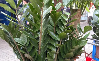 Zamiakalla (Zamioculcas zamiifolia) med glänsande, parbladiga mörkgröna blad.